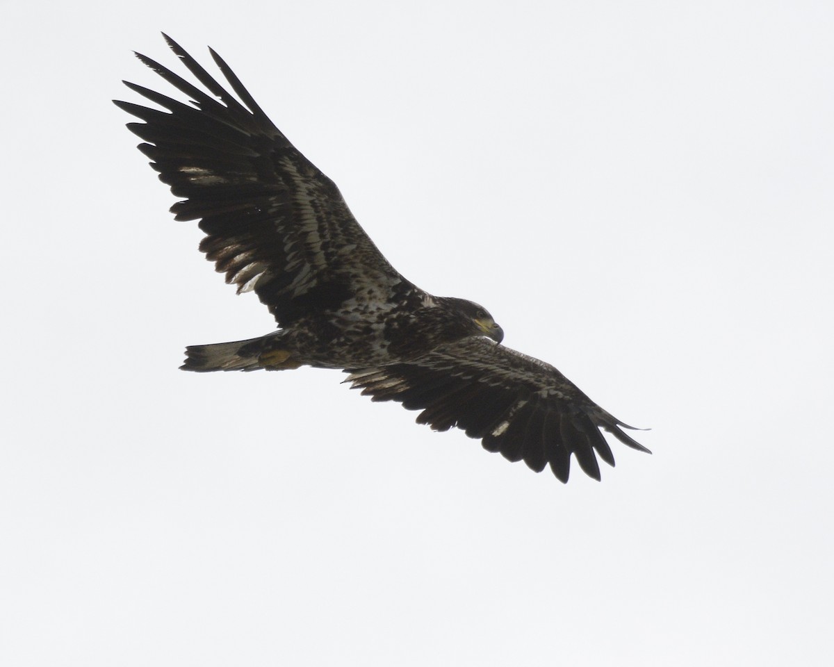 Bald Eagle - David Kennedy