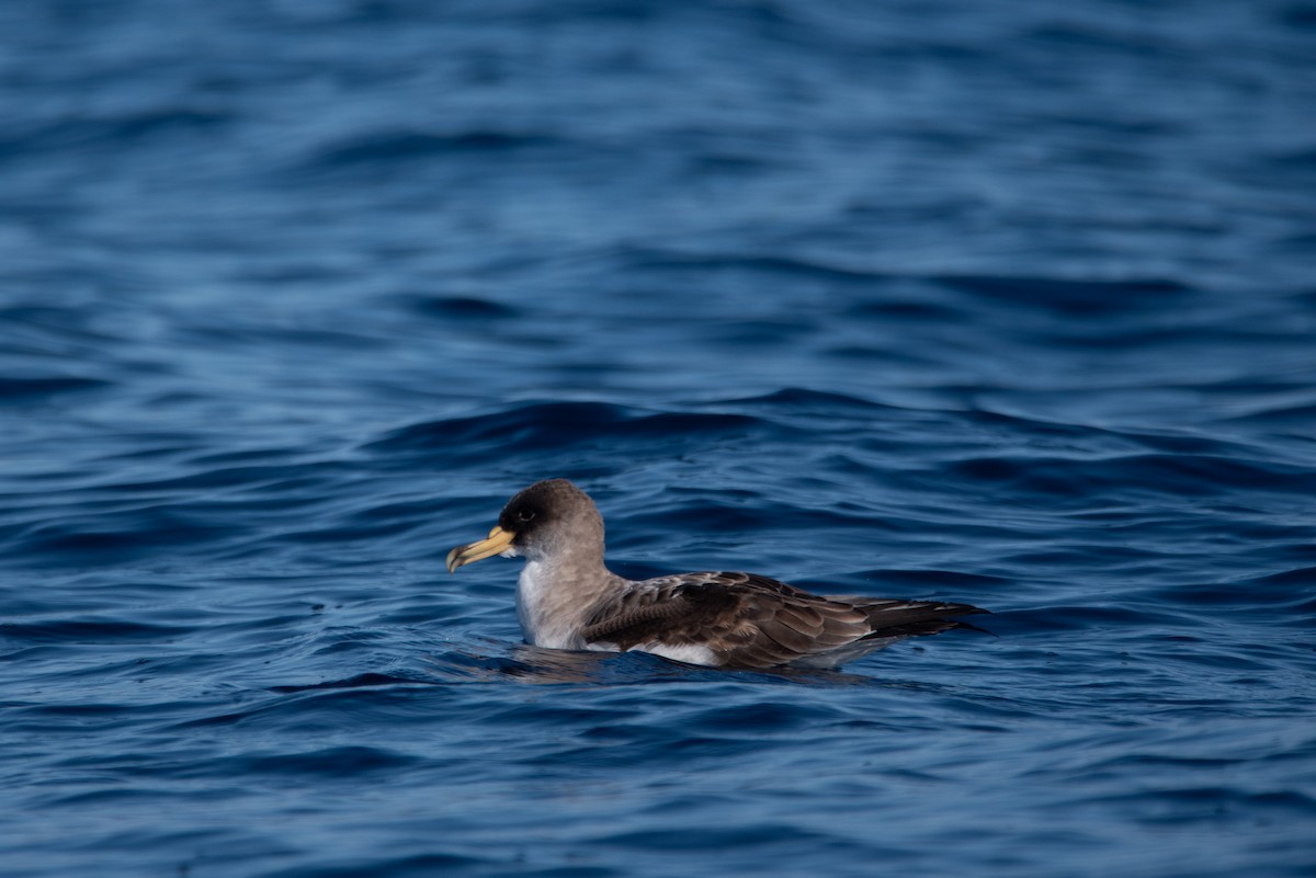 Cory's Shearwater - ML618493995