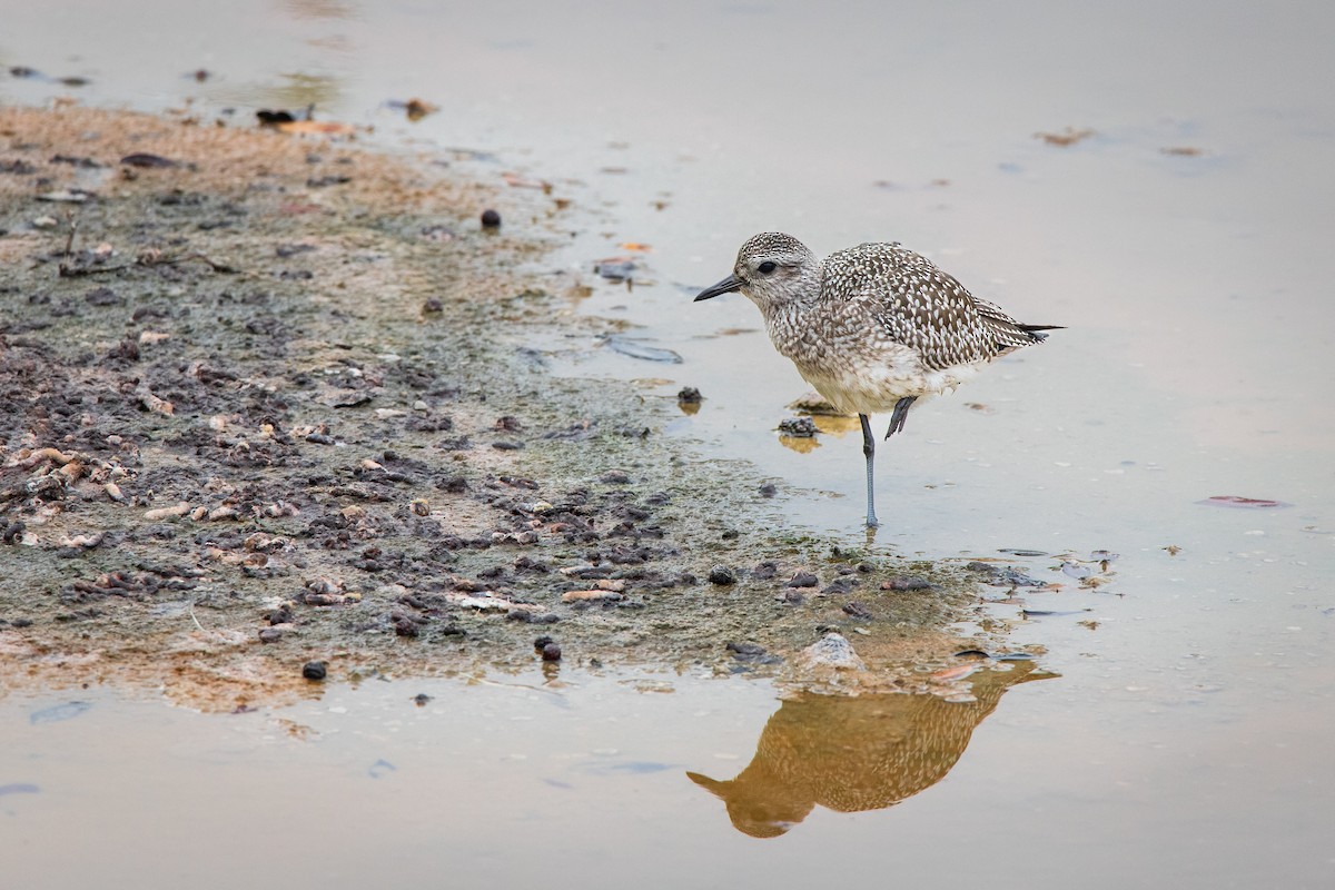 Black-bellied Plover - ML618494023