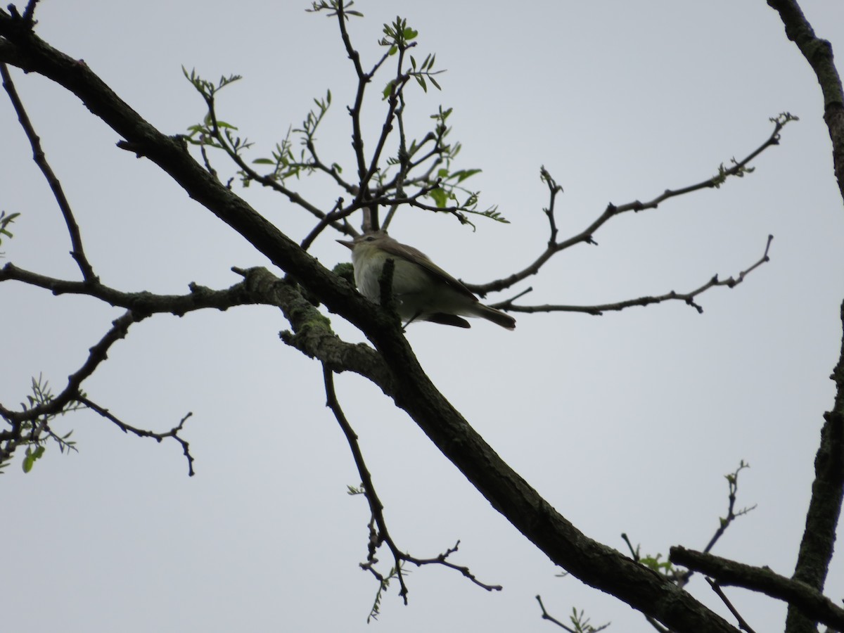 Warbling Vireo - ML618494037