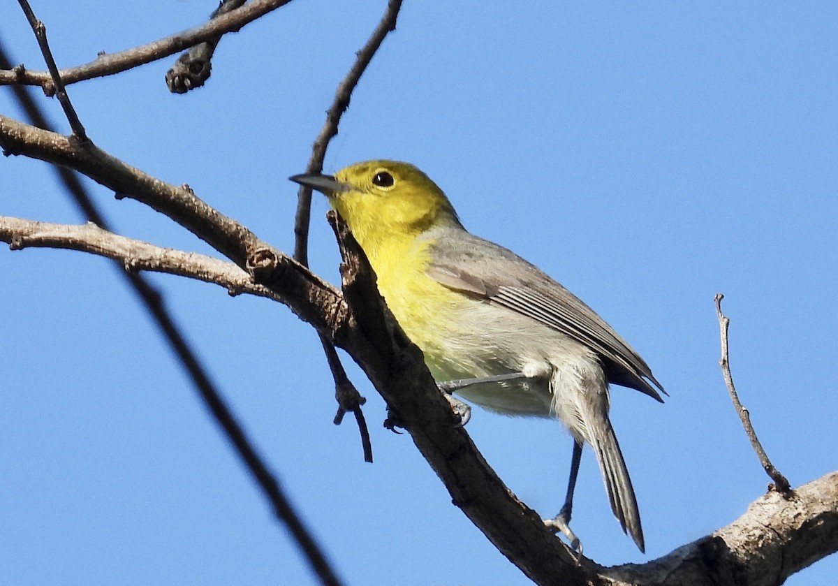 Oriente Warbler - ML618494046