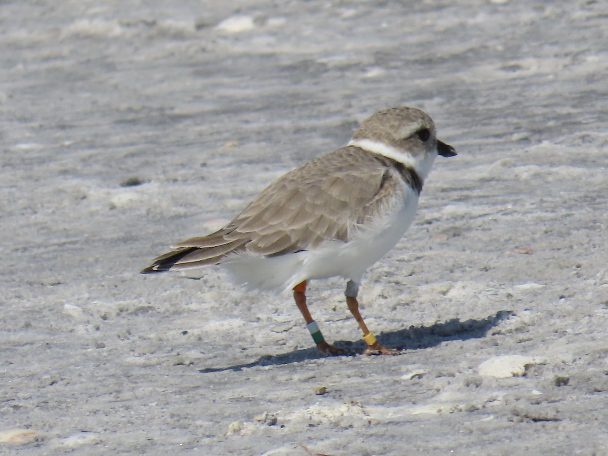 Piping Plover - ML618494053