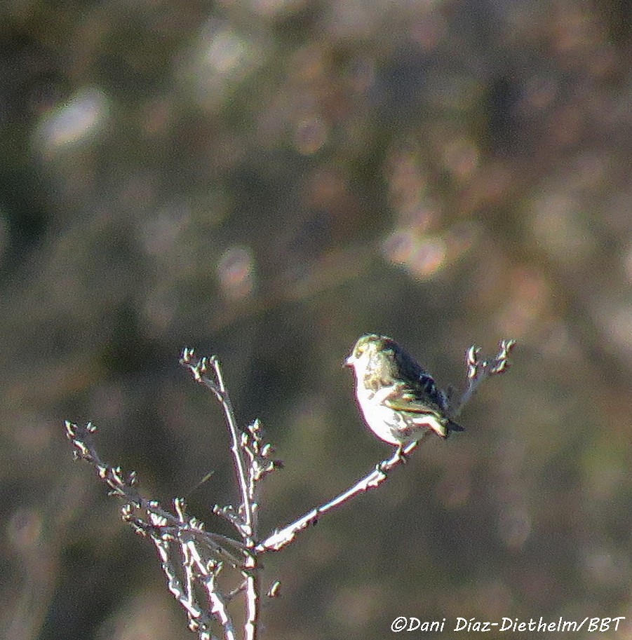 Eurasian Siskin - Anonymous