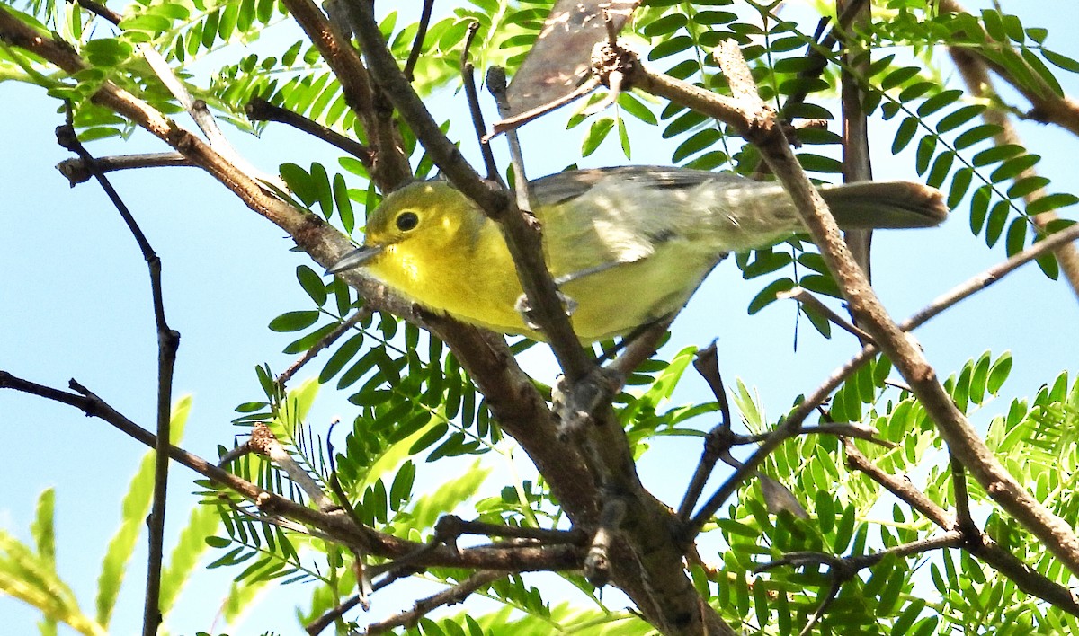 Oriente Warbler - Susan Fleck