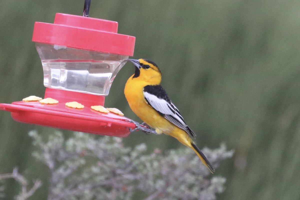 Bullock's Oriole - Carol Ortenzio