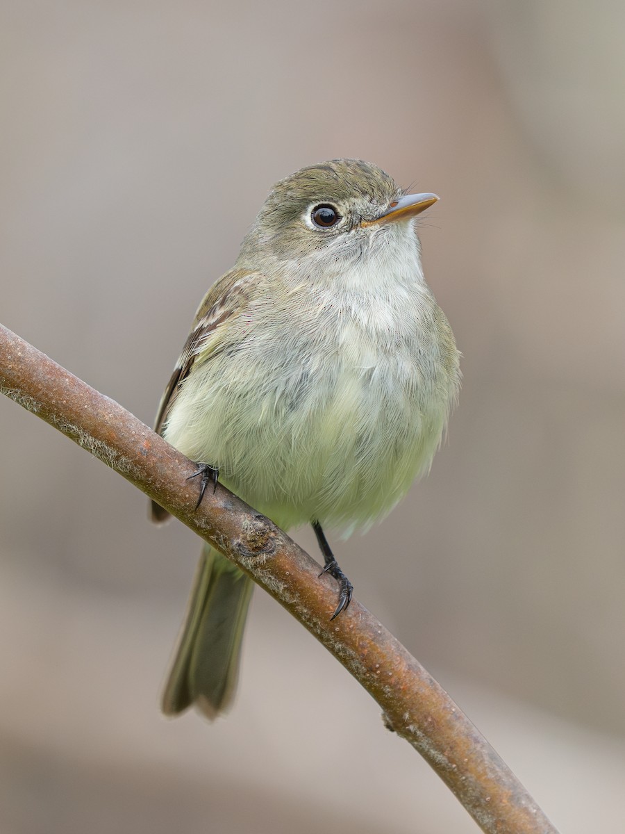 Least Flycatcher - ML618494119