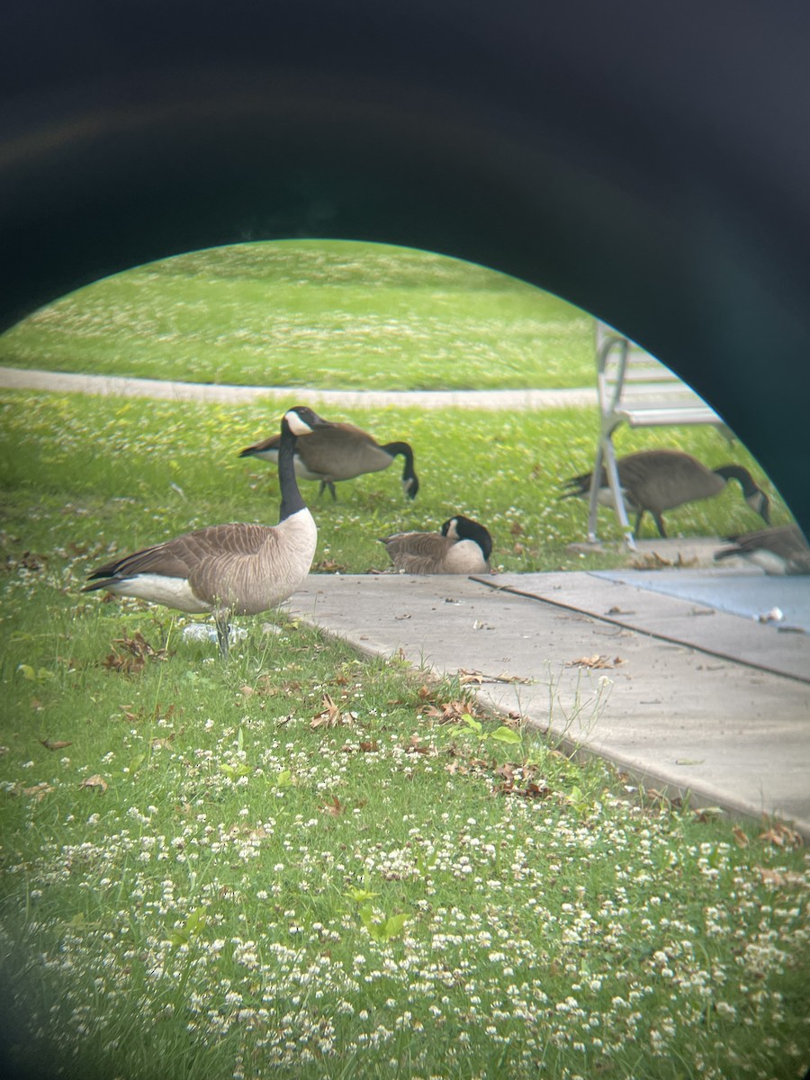 Canada Goose - ML618494122