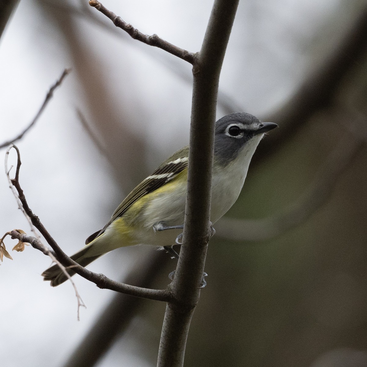 Mavi Başlı Vireo - ML618494168