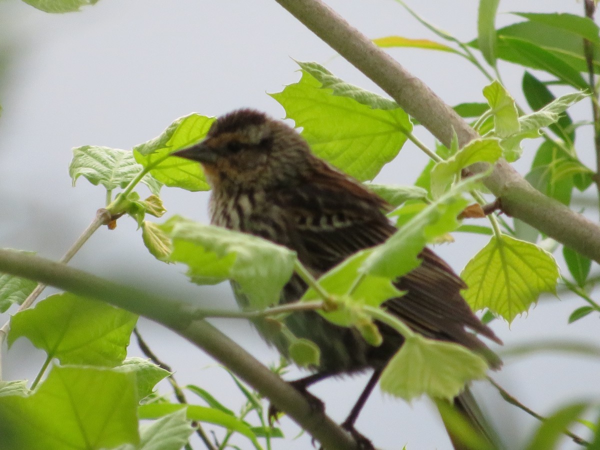 Red-winged Blackbird - Jillian Grgic