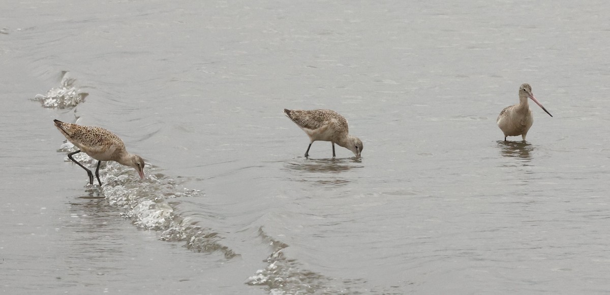 Marbled Godwit - ML618494186