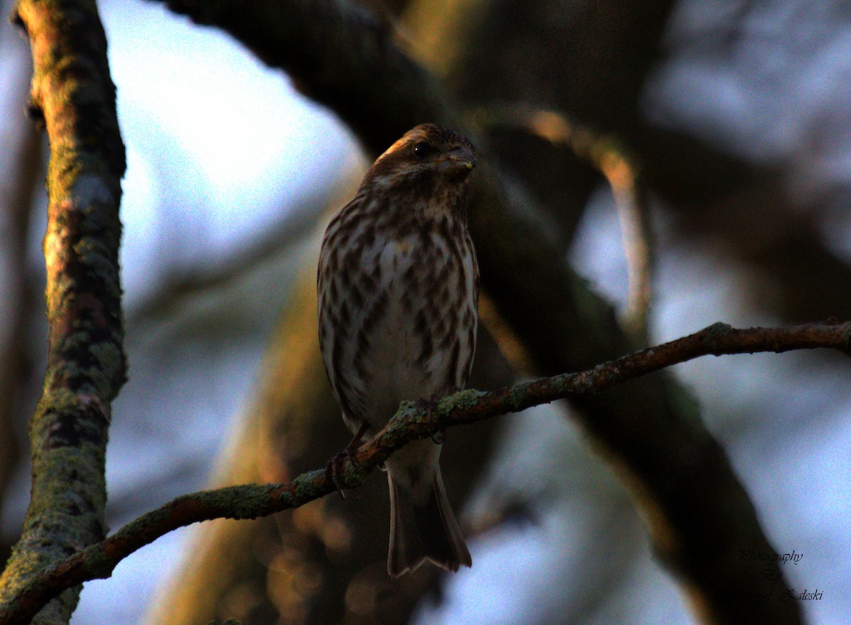 Purple Finch - ML618494248