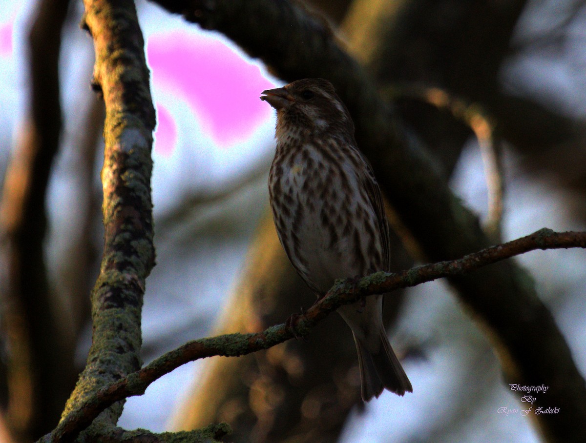 Purple Finch - ML618494250