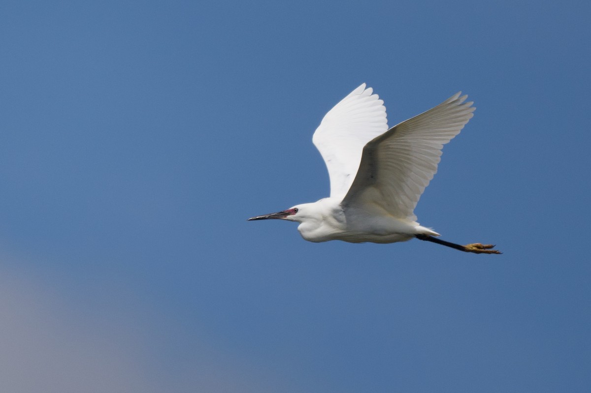 Little Egret - ML618494255