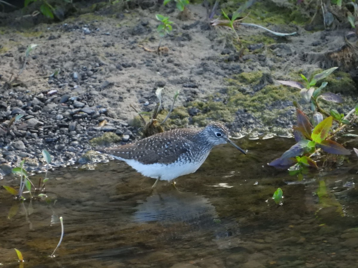 Solitary Sandpiper - ML618494256