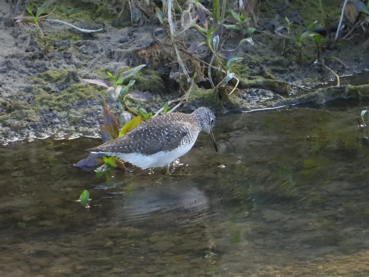 Solitary Sandpiper - ML618494257