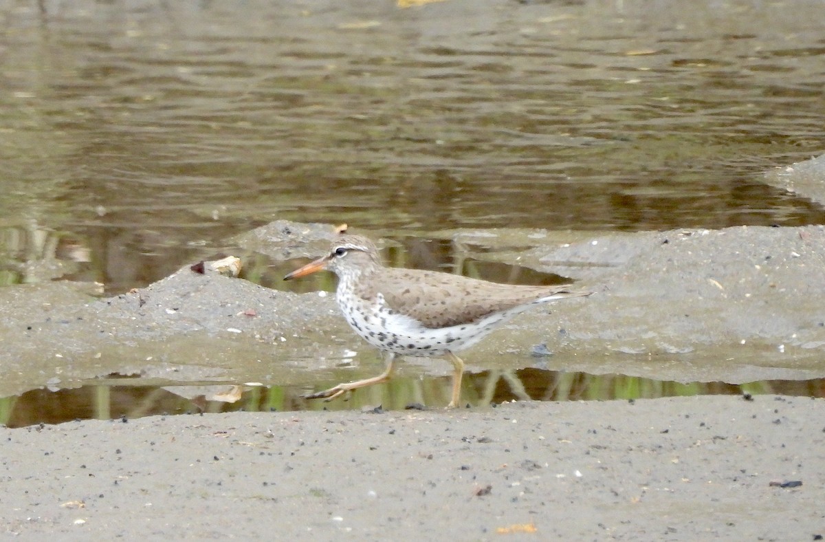 Spotted Sandpiper - ML618494265