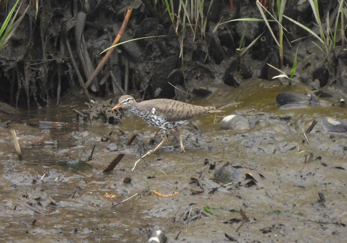 Spotted Sandpiper - ML618494267