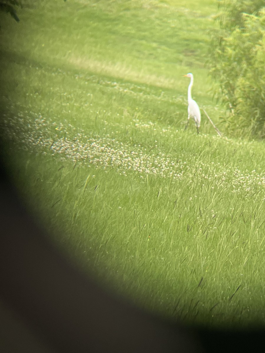 Great Egret - ML618494268