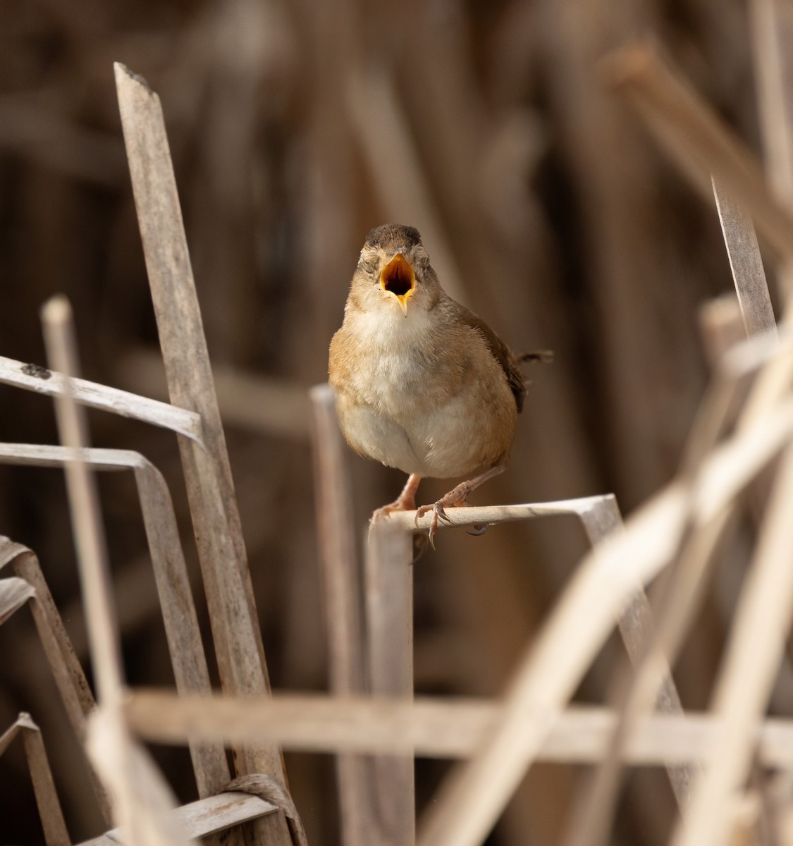 Marsh Wren - Julie Paquette