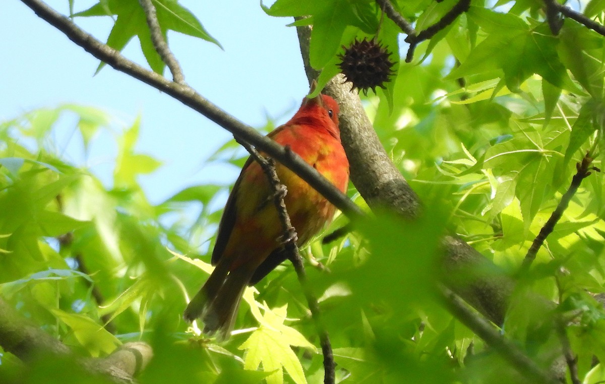 Summer Tanager - ML618494278