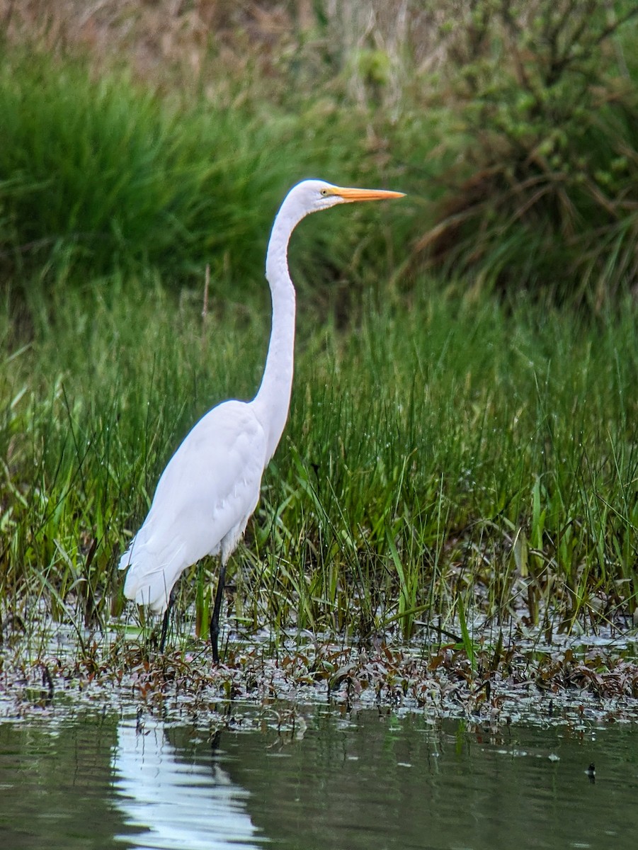 Great Egret - Richard Kurtz