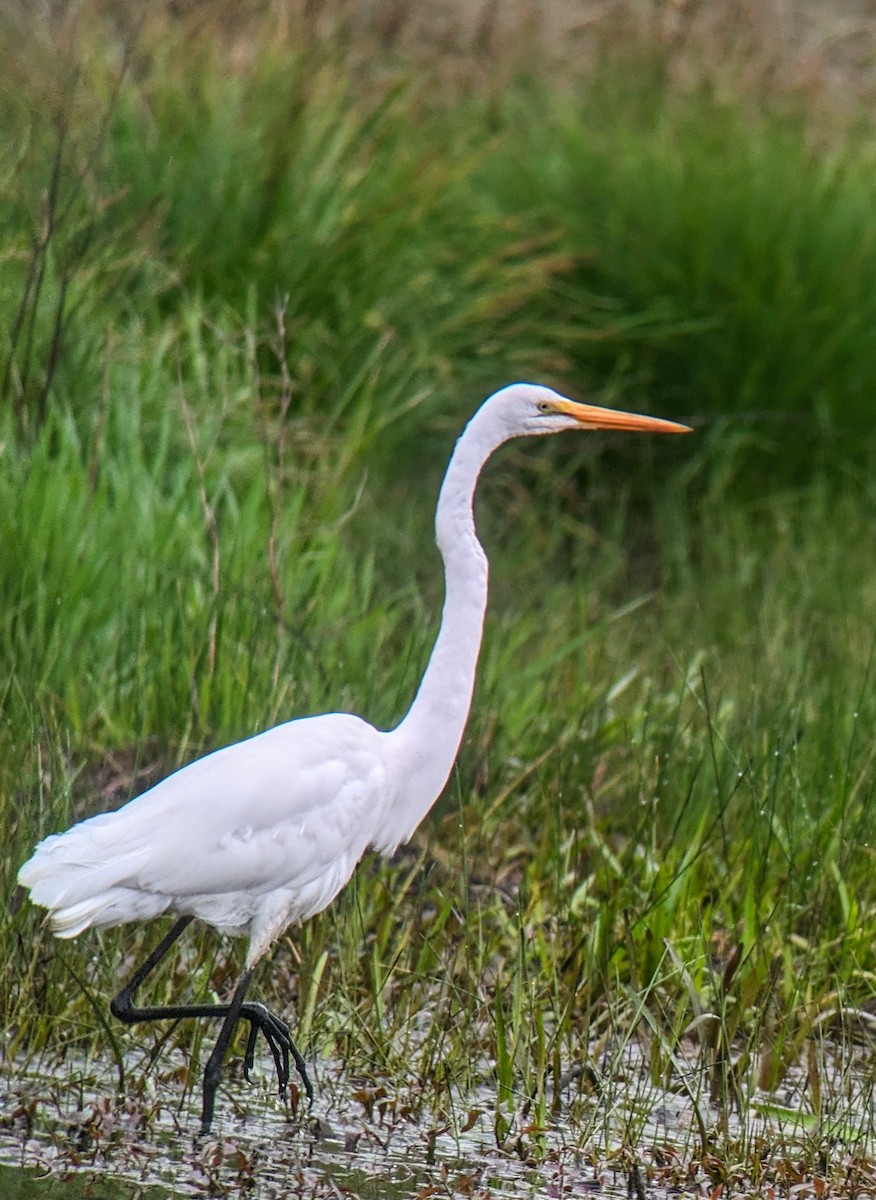 Great Egret - Richard Kurtz