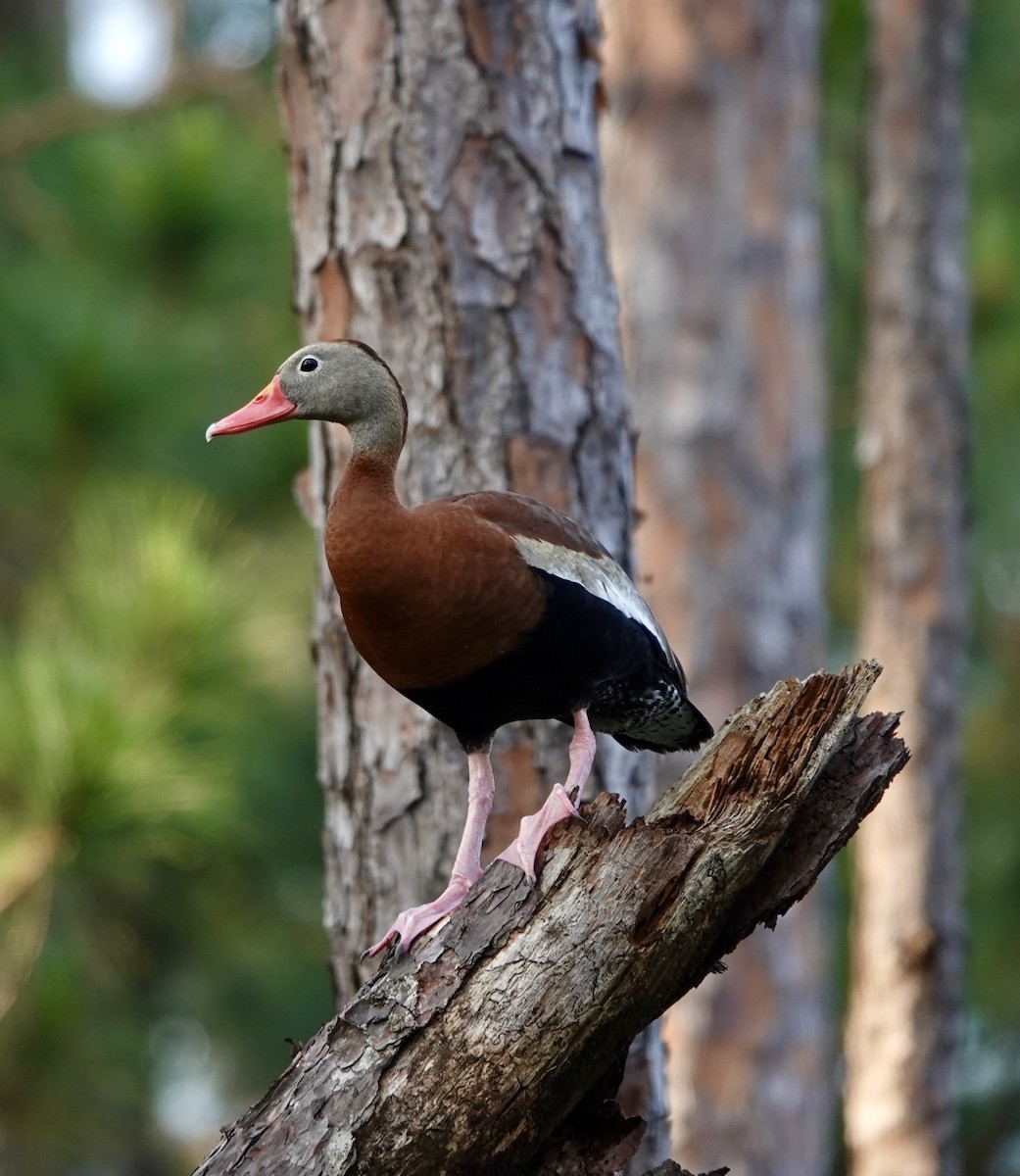 Black-bellied Whistling-Duck - Michael Calamari