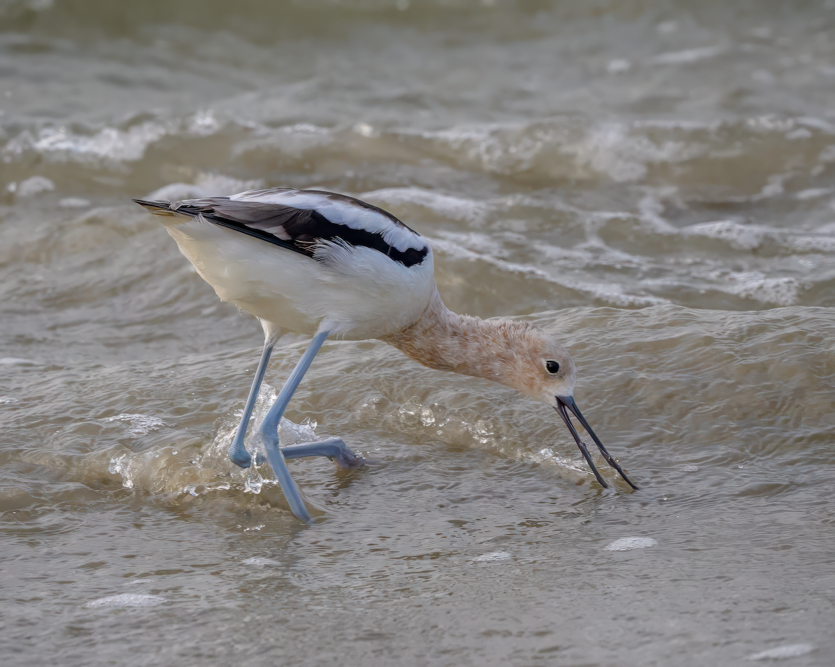 Avoceta Americana - ML618494309