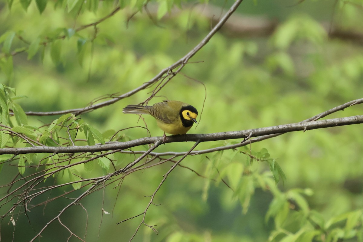 Hooded Warbler - E R