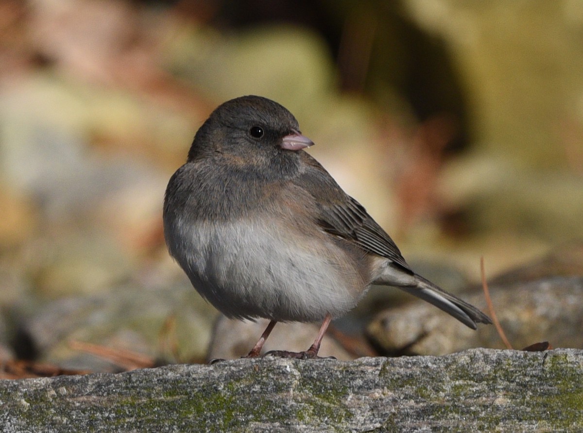 Junco ardoisé - ML618494389