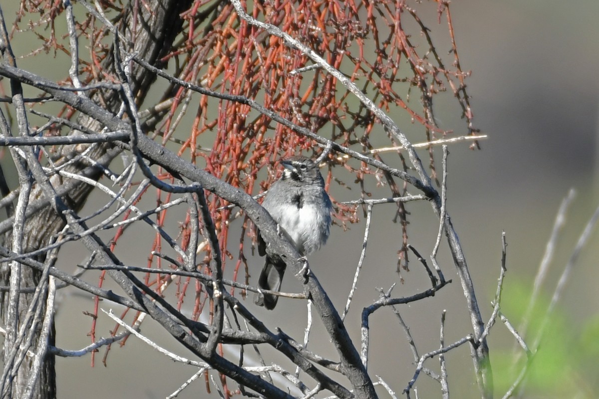 Five-striped Sparrow - ML618494393