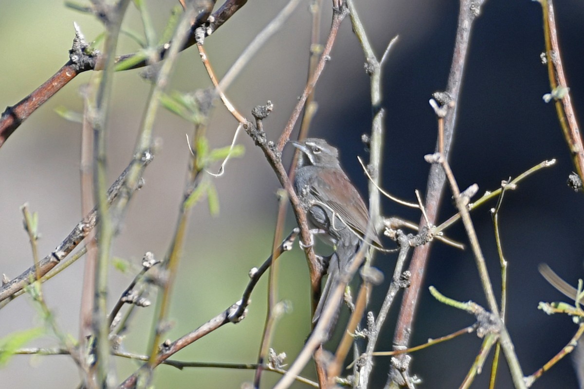 Five-striped Sparrow - ML618494394