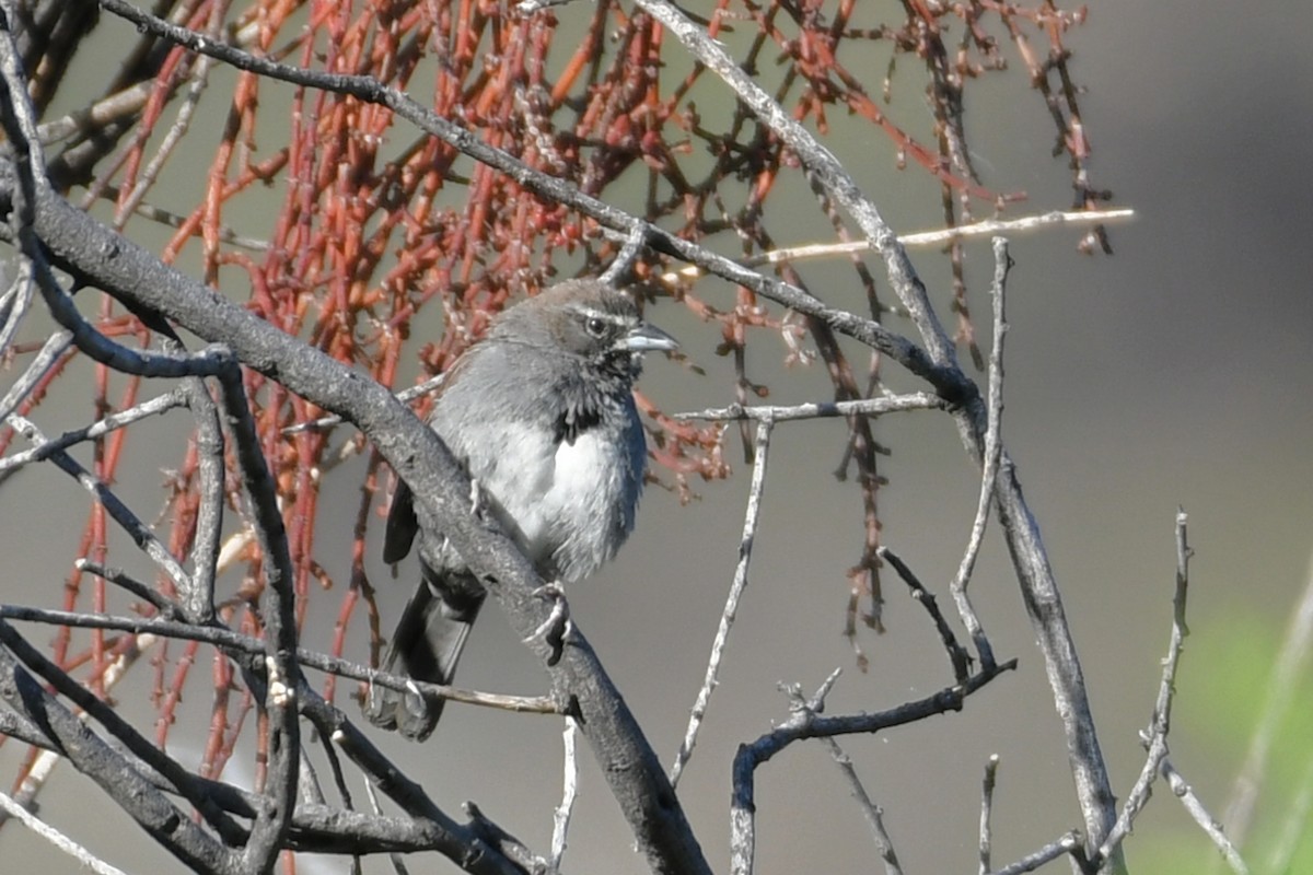 Five-striped Sparrow - ML618494395