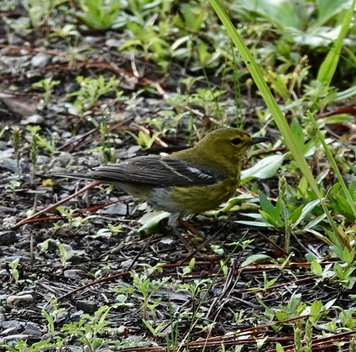 Pine Warbler - Michael Calamari