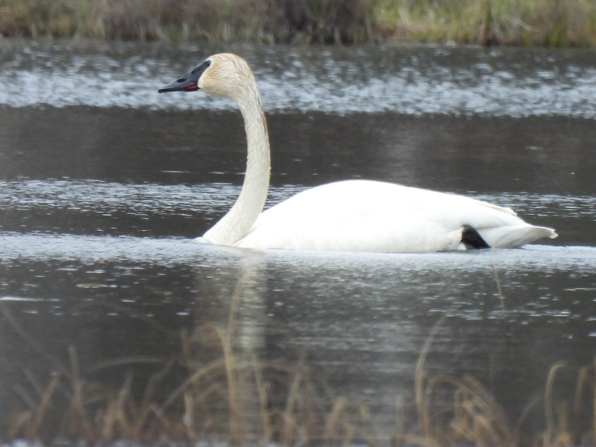 Trumpeter Swan - ML618494407