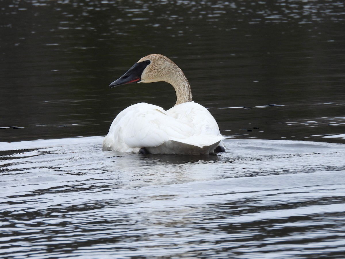 Trumpeter Swan - ML618494411