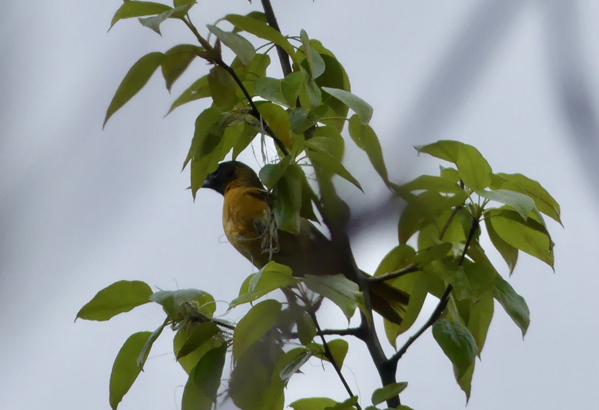 Baltimore Oriole - ML618494420