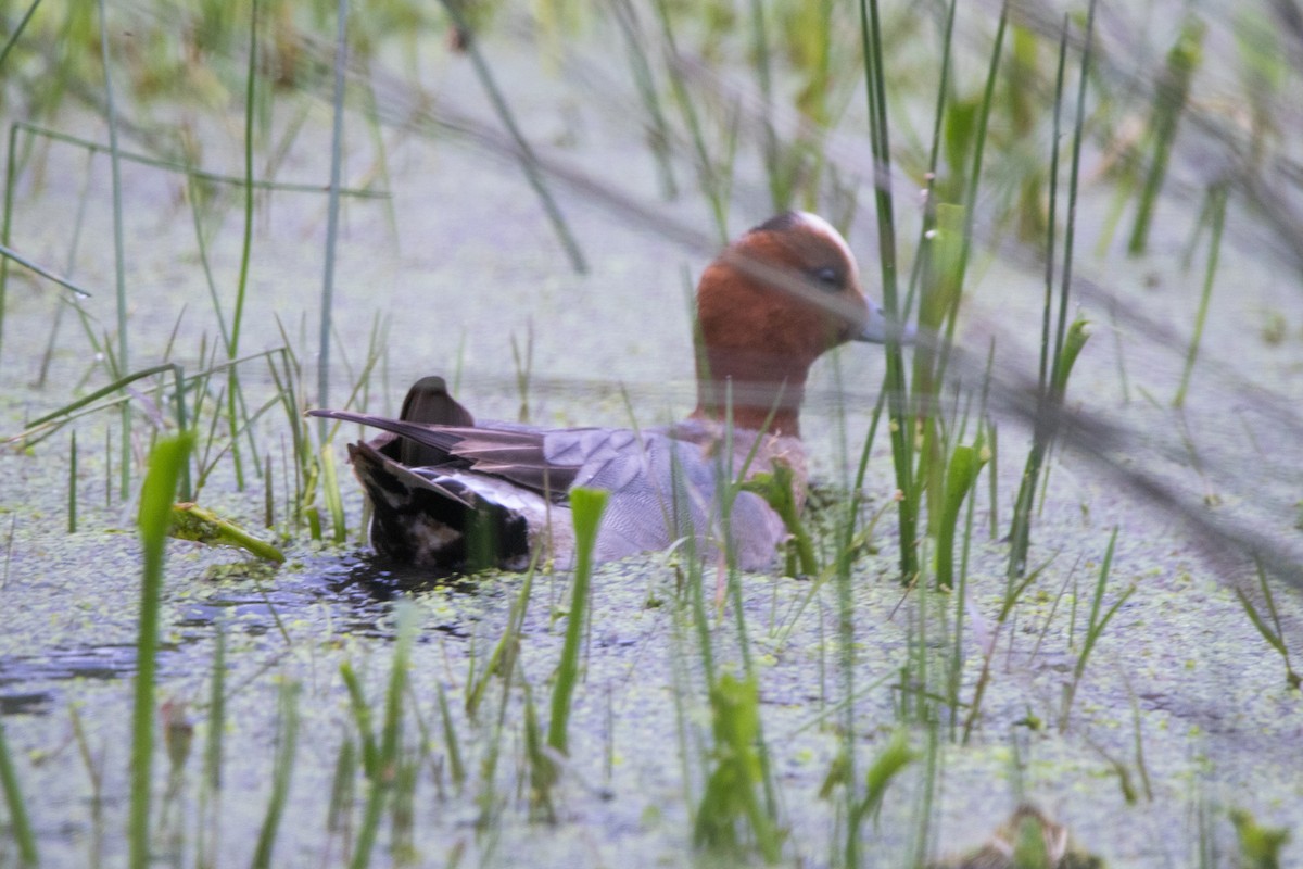 Eurasian Wigeon - ML618494437