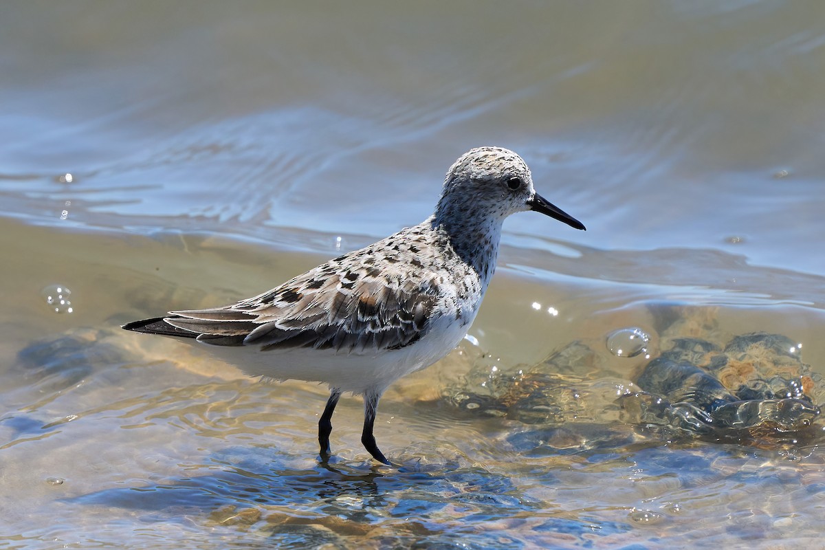 Bécasseau sanderling - ML618494438