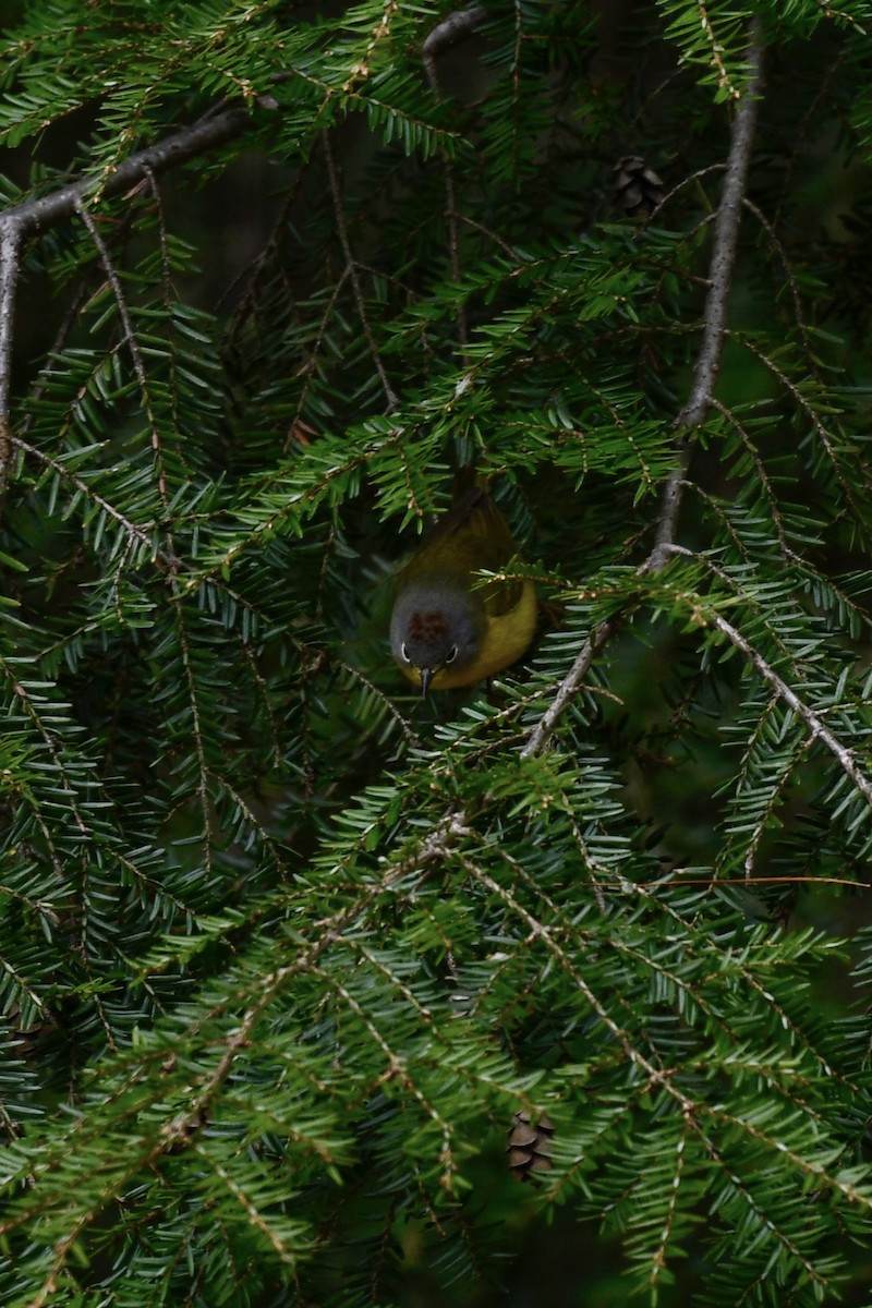 Nashville Warbler - Carly Rodgers