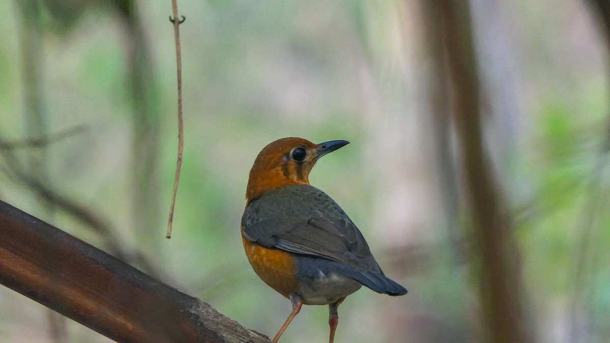 Orange-headed Thrush - Bijoy Venugopal