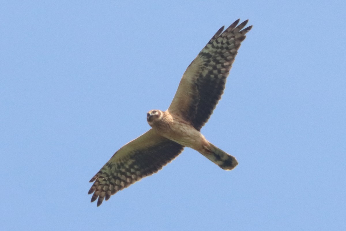 Pallid Harrier - ML618494490