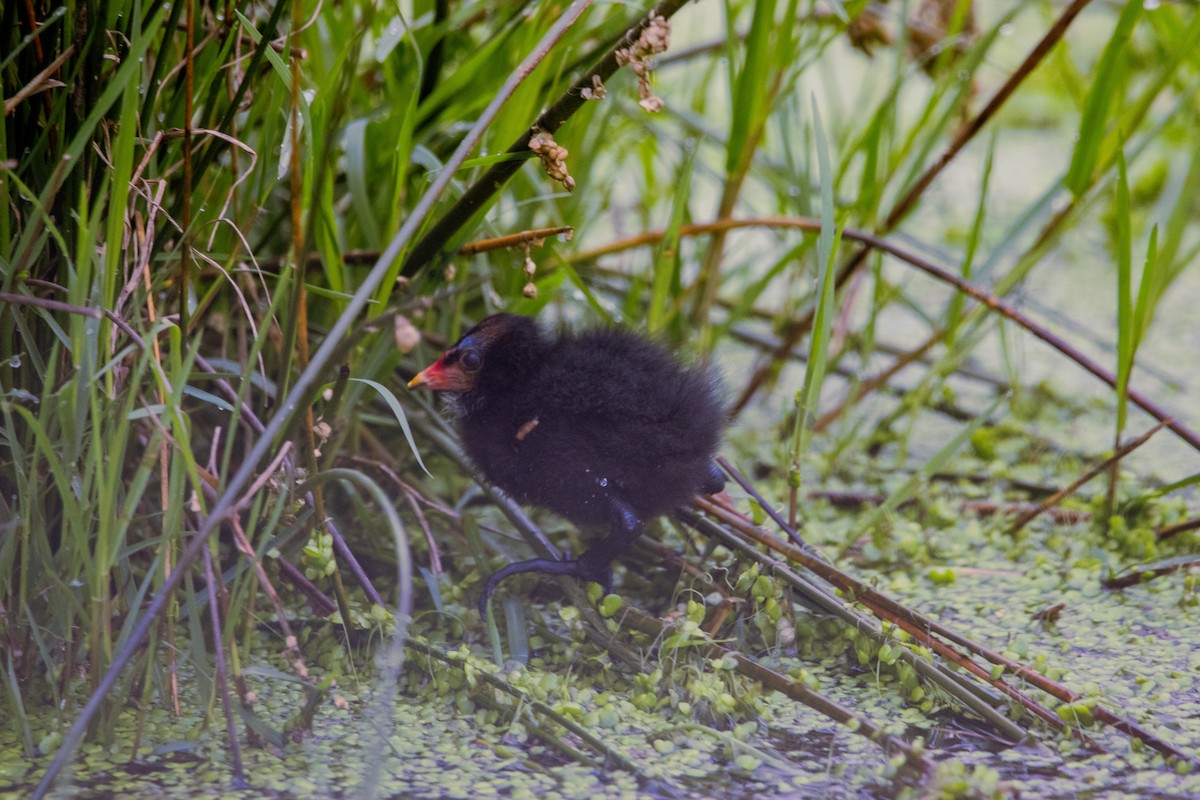 Eurasian Moorhen - ML618494494