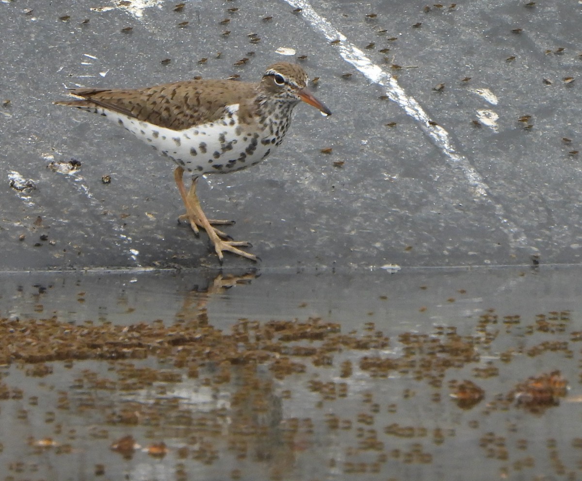 Spotted Sandpiper - Sharon Peterson