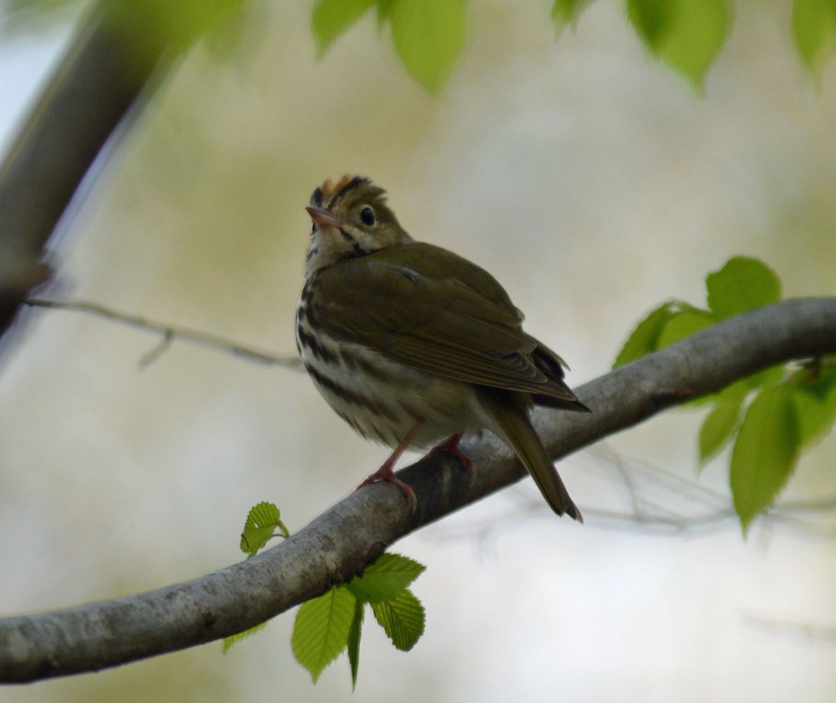 Ovenbird - Michael Carpenter