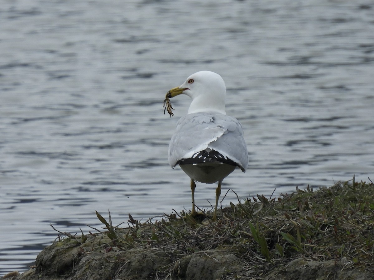 Ring-billed Gull - Margaret Mackenzie