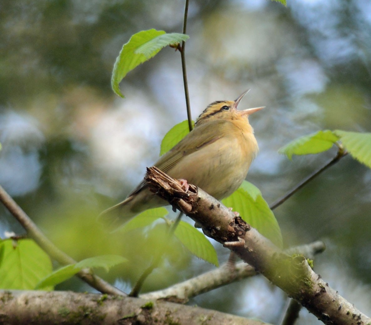 Worm-eating Warbler - Michael Carpenter