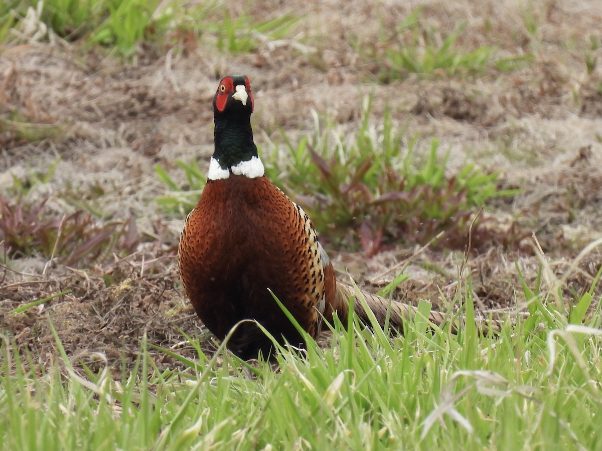 Ring-necked Pheasant - Margaret Mackenzie