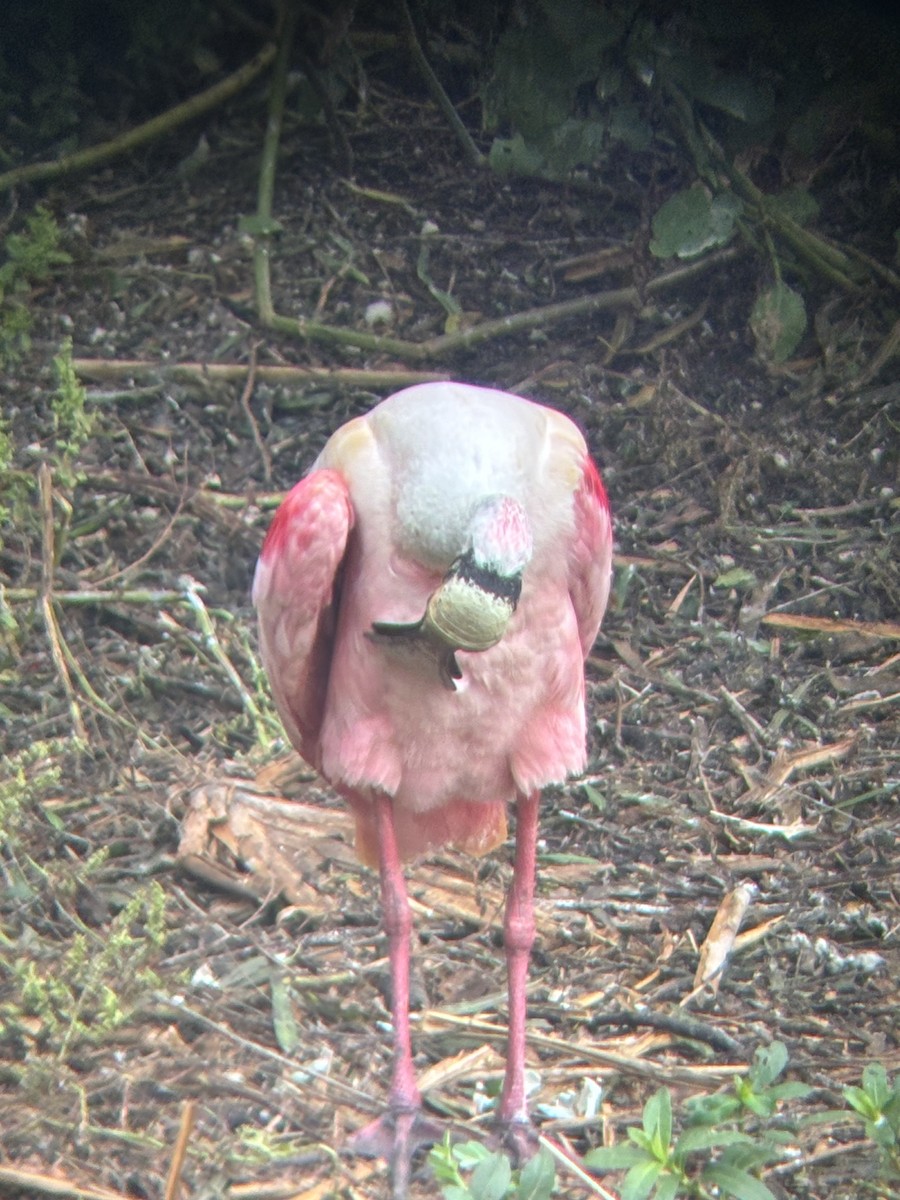 Roseate Spoonbill - Justin Leahy