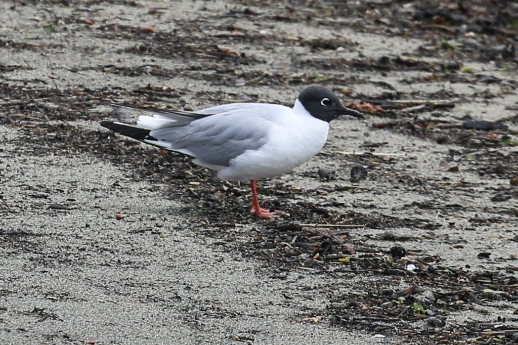 Bonaparte's Gull - Keith Gress